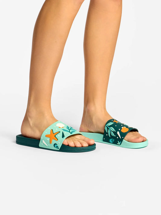 slides-seashells-67/67e1d370fe5605faac93ddf3b07cd05df6b5fba7