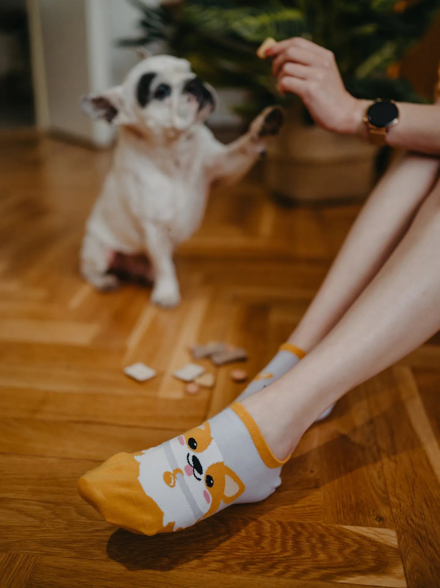 sneaker-socks-corgi-dog-okt-57/57bda17cfb38800e9b8b223573ad72f45f59338a